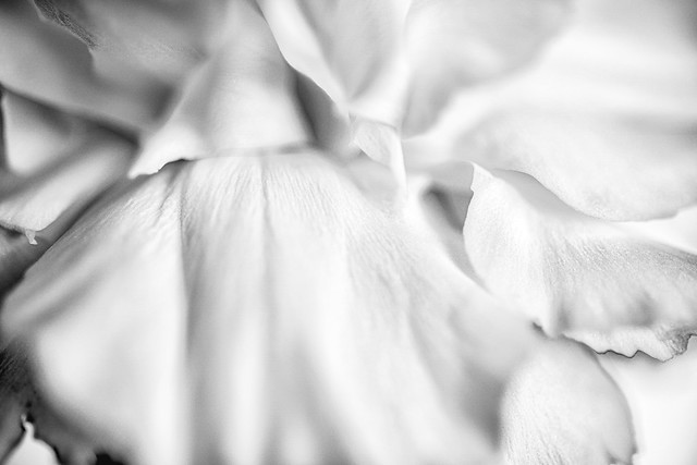 Black and White Carnation Iterior 01