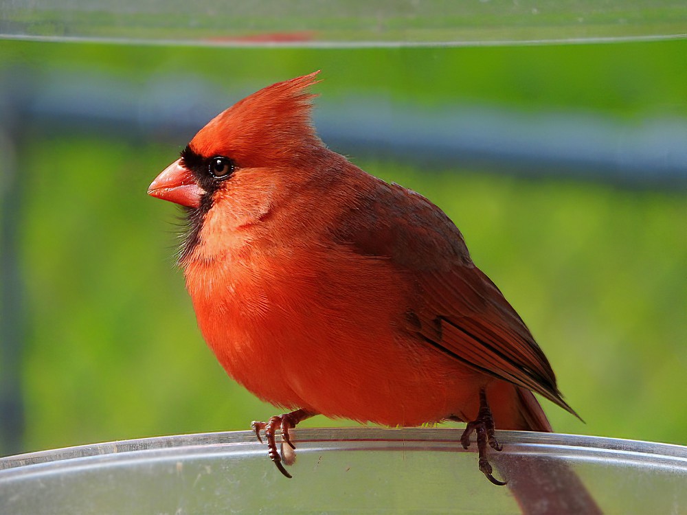 Male Cardinal-sharpen-sharpen