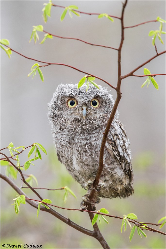 Fledged Eastern Screech-Owl
