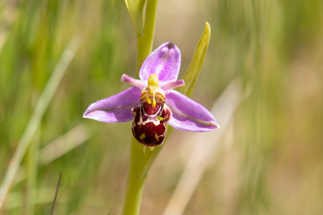 Biblomst (Bee Orchid / Ophrys apifera)