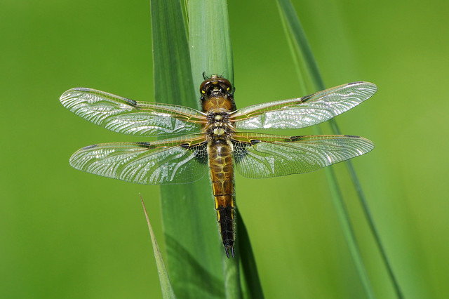 IMGP9451c Four-spotted Chaser, Woodwalton Fen, May 2020