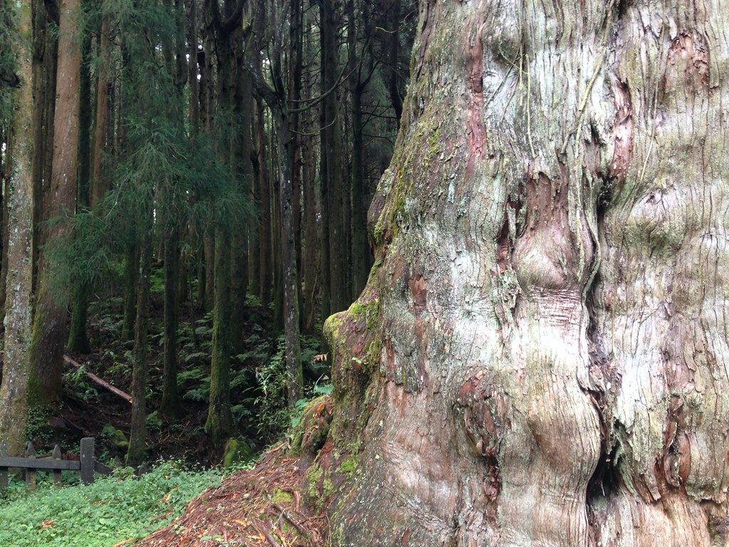 水山巨木年高2700歲的紅檜。攝影：廖靜蕙