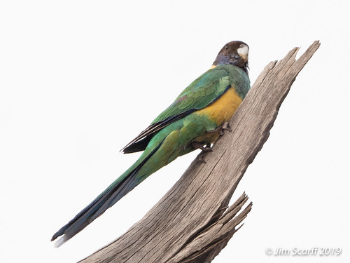 australianbirds australianringneck barnardiuszonarius parrots parrotsandcockatoos westernaustralia australia