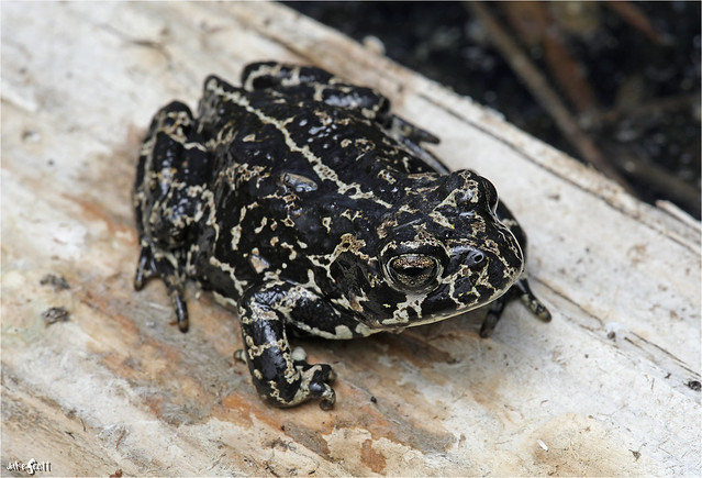 Black Toad (Anaxyrus exsul)