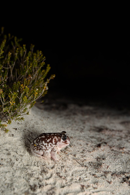 Sand Frog (Heleioporus psammophilus)