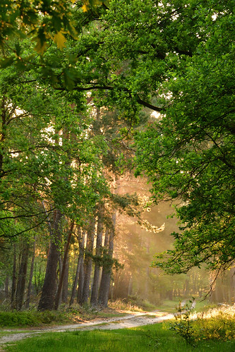 nikon d7500 tamron spring 2020 nature landscape morninglight sunrise