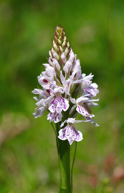 Kent's Heath Spotted Orchids - Dactylorhiza maculata