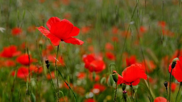 Poppies wave