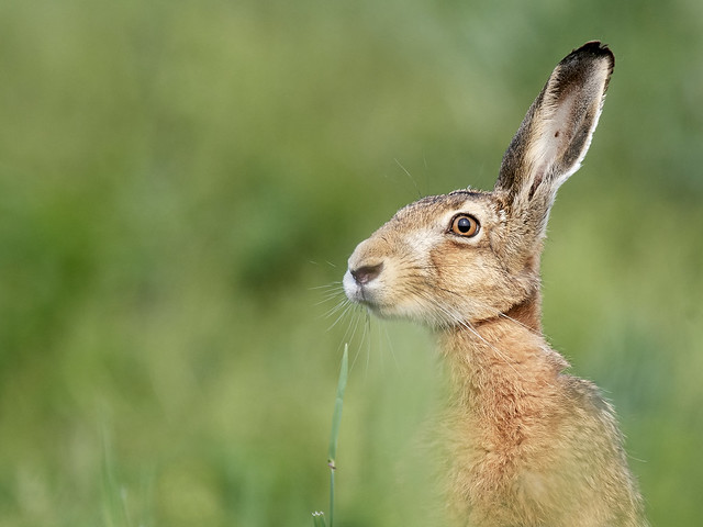 Feldhase / brown hare / Lepus europaeus