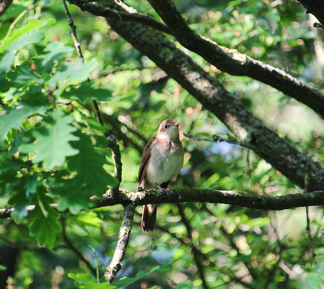 Common nightingale