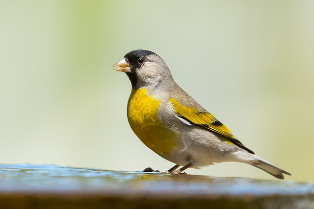 Lawrence's Goldfinch - male (X05_1861-1)