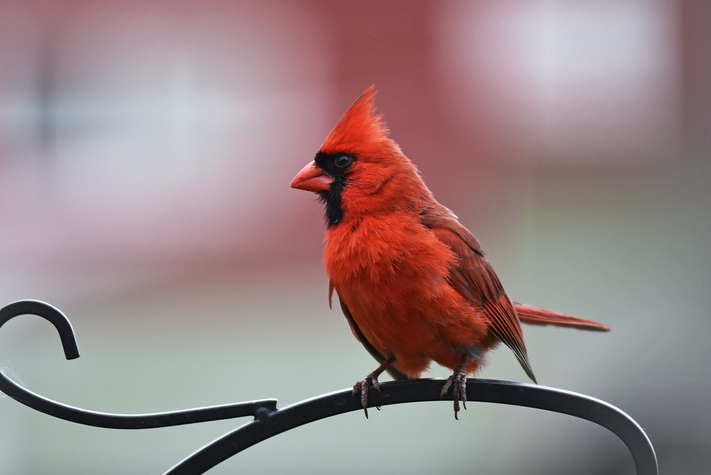 22 Species of Birds with Red Heads: A Comprehensive Guide - northern cardinal