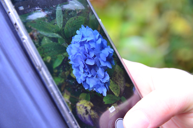 a man taking a picture of a hydrangea flower