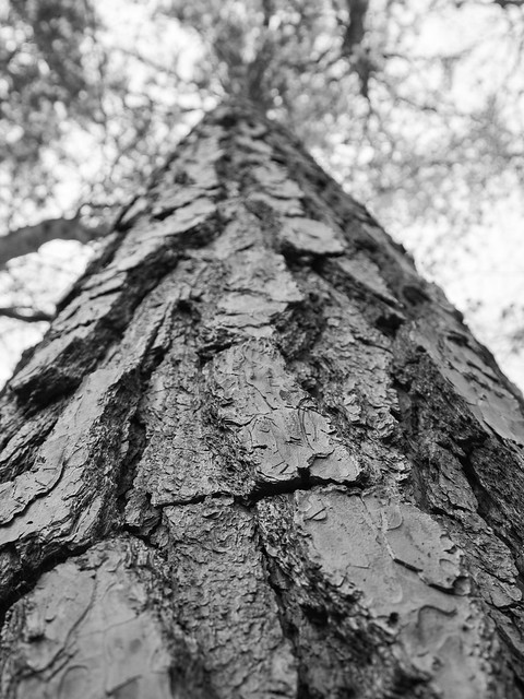 Towering Pine in Black and white
