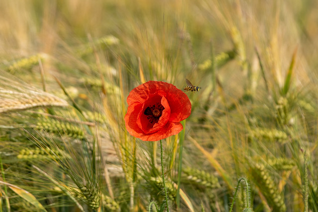 Mohnblume im Gerstenfeld / Poppy in a barley field
