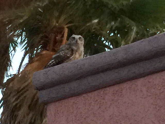 Evening Visitor, AZ, USA