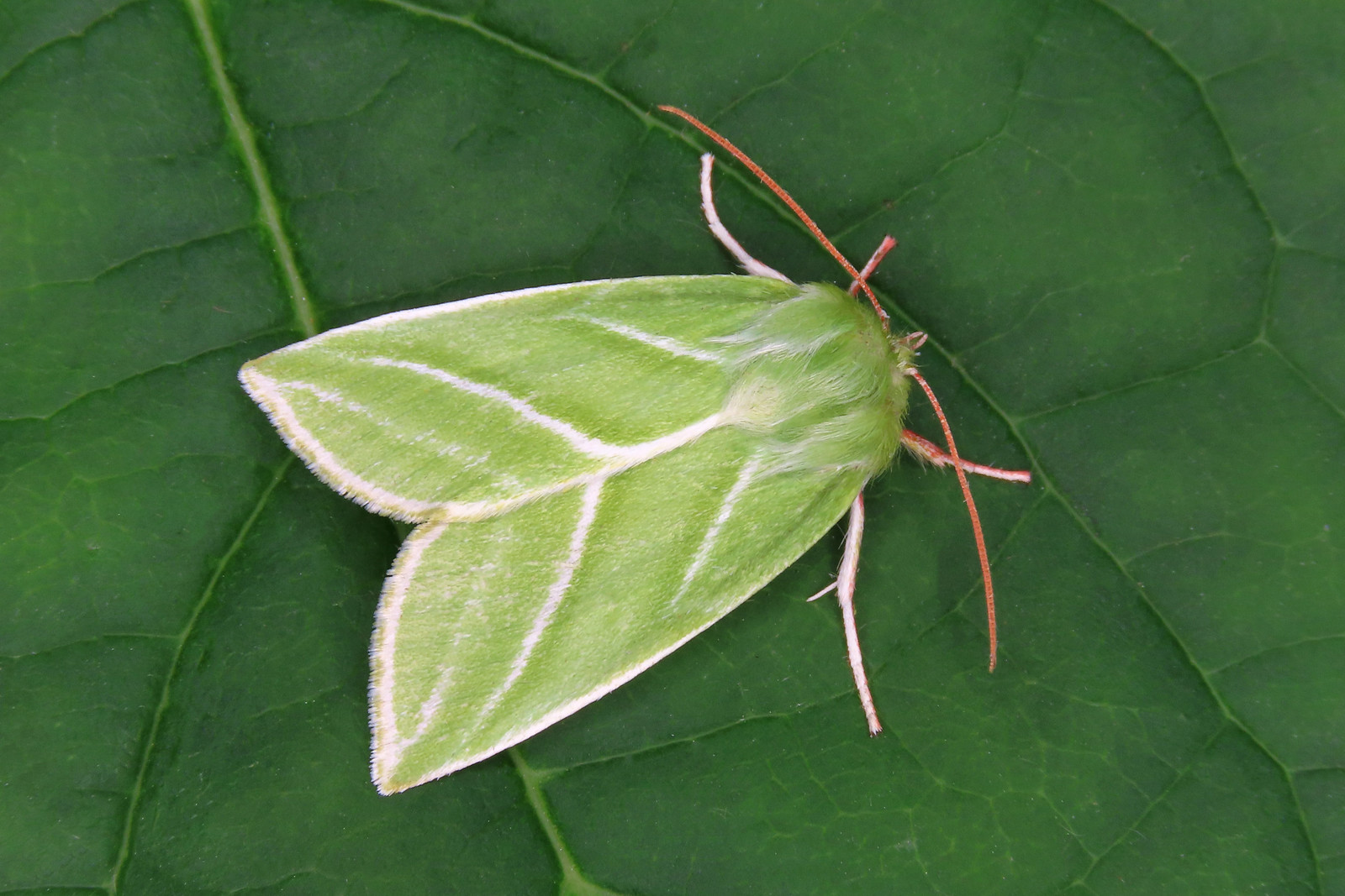 74.008 Green Silver-lines - Pseudoips prasinana