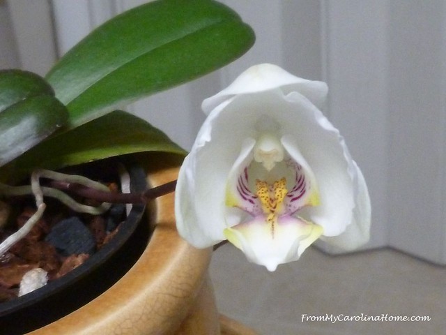 Orchid at FromMyCarolinaHome.com