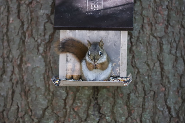 Backyard Red & Fox Squirrels (Ypsilanti, Michigan) - June 2nd & 3rd, 2020