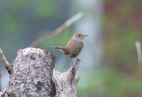 House Wren