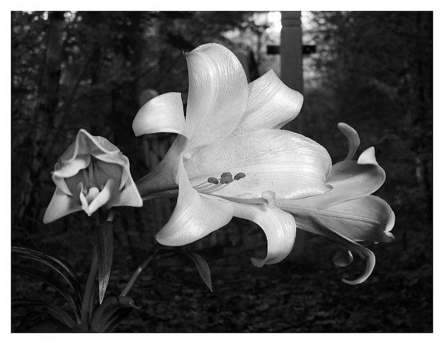 Backyard Lilies