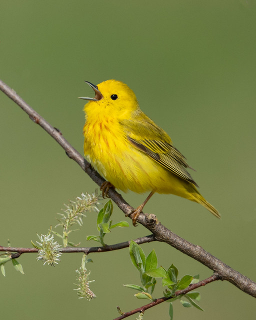Yellow Warbler - Michigan