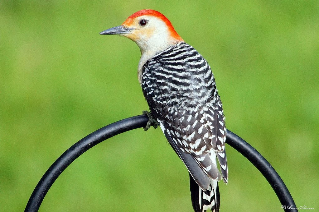 22 Species of Birds with Red Heads: A Comprehensive Guide - Red-bellied Woodpecker