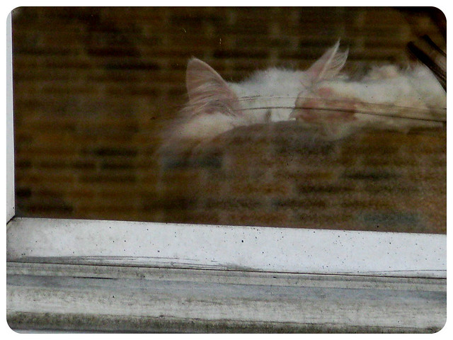Window Cat Nap