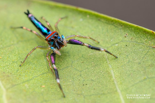Jumping spider (Chrysilla sp.) - DSC_8389