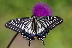 Papilio xuthus