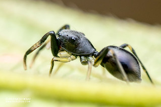 Ant-mimic jumping spider (Myrmarachne sp.) - DSC_8330