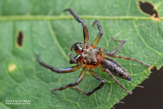 Jumping spider (Parabathippus sp.) - DSC_8289