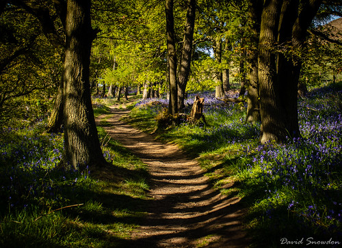 davidsnowdonphotography canoneos80d landscape bluebells spring newtonwoods northyorkshire trees path footpath woodland