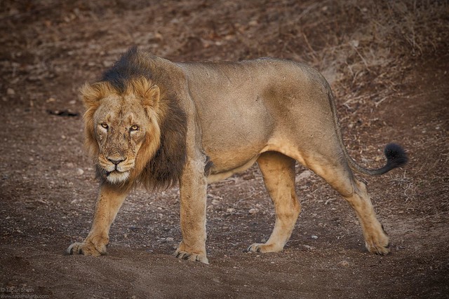 Asiatic Lion; a true warrior.
