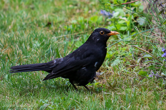 Amsel mit Spitznamen „Rupfi“-Amsel / Black Bird with nickname „Plucky“-Bird.