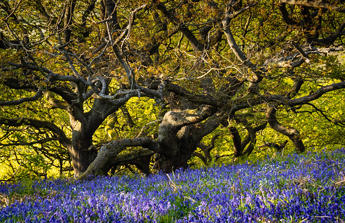 davidsnowdonphotography canoneos80d landscape bluebells spring newtonwoods northyorkshire trees woodland