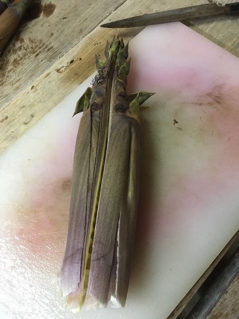 淡竹を採る