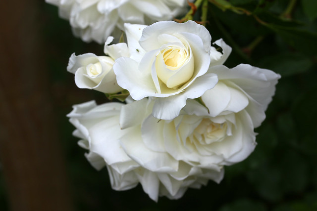 White rose