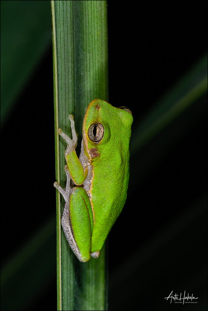 Green Treefrog in the night hanging on the palm leaf