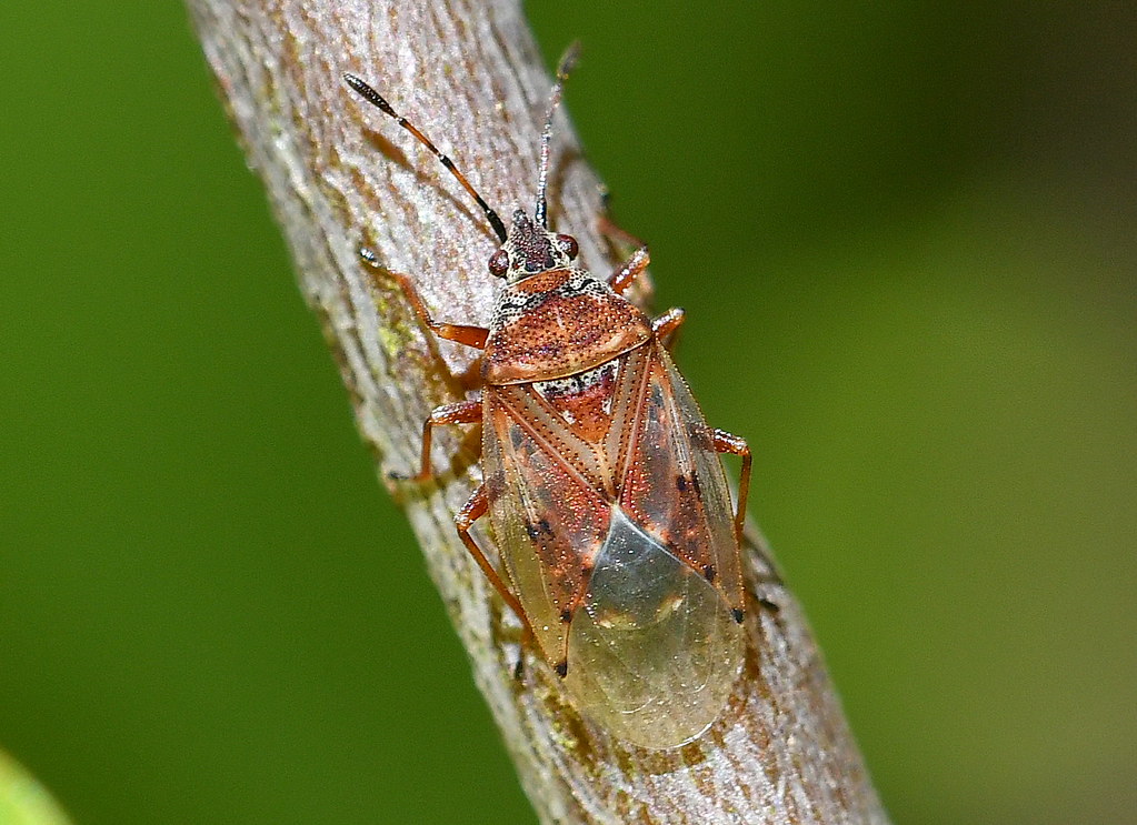 Fröskinnbagge / Birch Catkin Bug (Kleidocerys resedae)