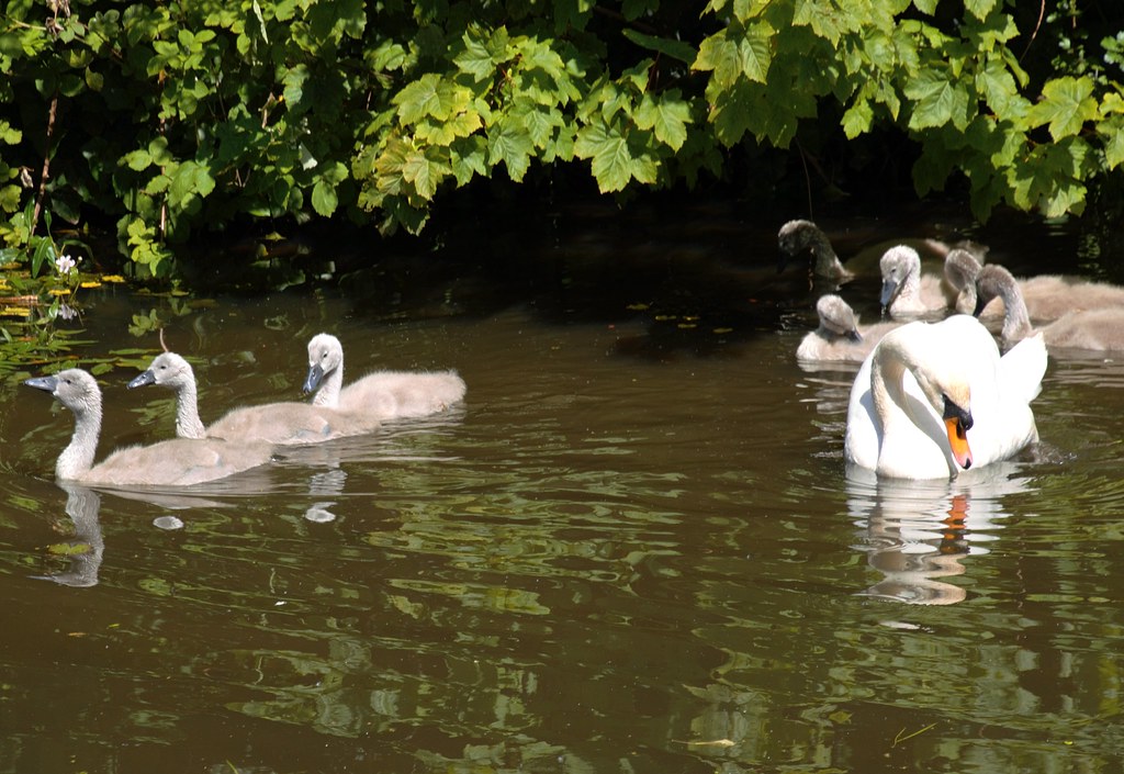 Growing up swan family