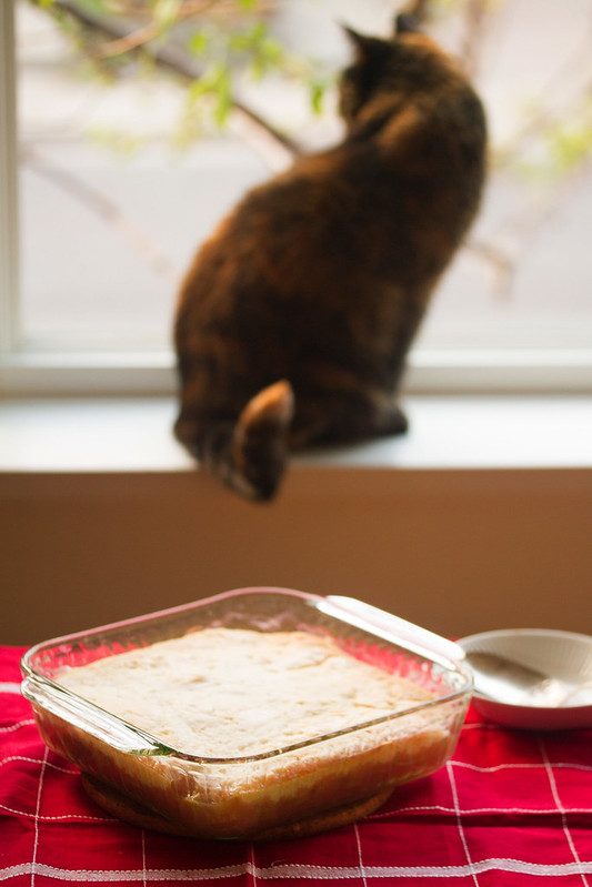 Rhubarb Pudding Cake with Cat in the Background