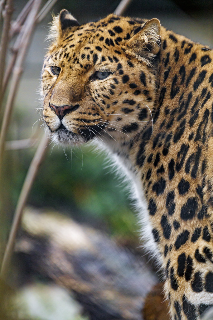 Profile of a standing leopard | A pretty Amur leopard of the… | Flickr