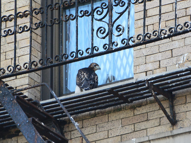 Annunciation Hawk Nestling 1 - 6183