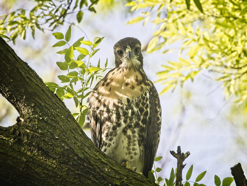 Tompkins Square red-tail fledgling