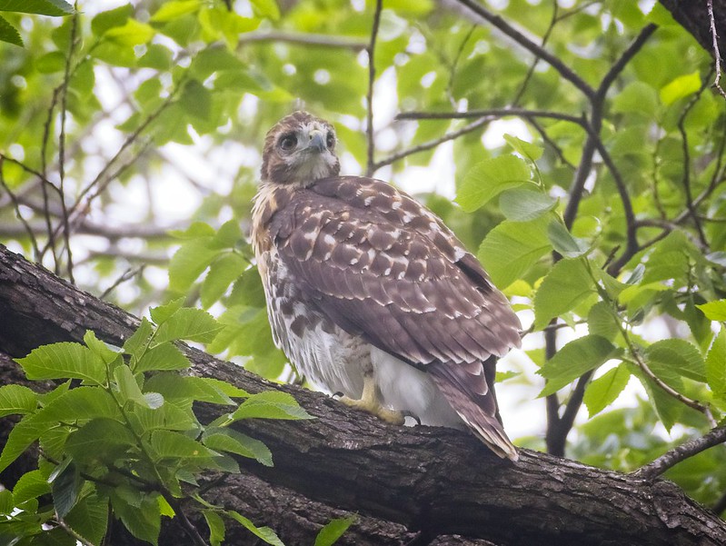 Tompkins Square red-tailed fledgling