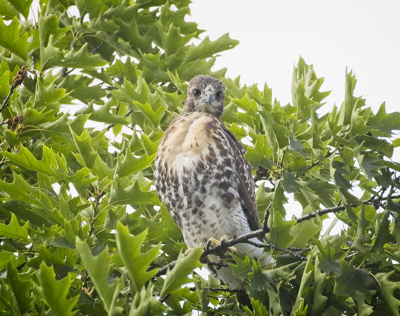 Tompkins Square red-tailed fledgling