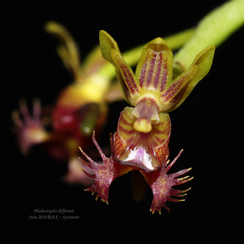 Phalaenopsis (Ornitochilus) difformis 49973307056_7ba7e0101c_c