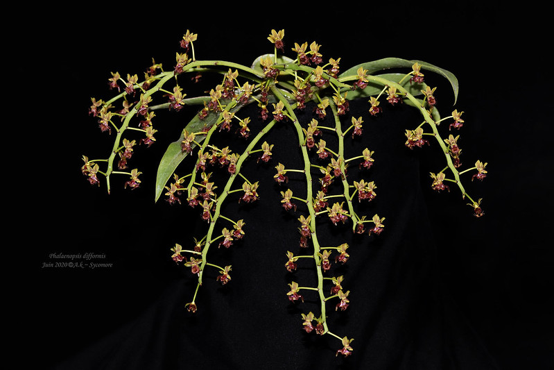 Phalaenopsis (Ornitochilus) difformis 49973547432_ea387c7a6f_c