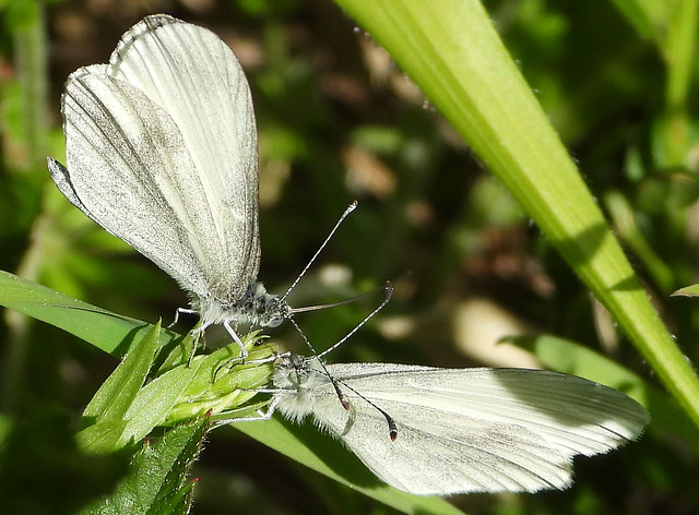 Courting Wood White butterflies in woods near Chiddingfold, Surrey.